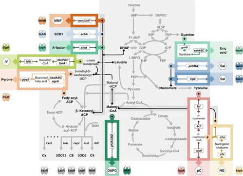 中國團(tuán)隊(duì)成功開發(fā)高性能細(xì)胞通訊系統(tǒng)，攻克多細(xì)胞系統(tǒng)工程難題
